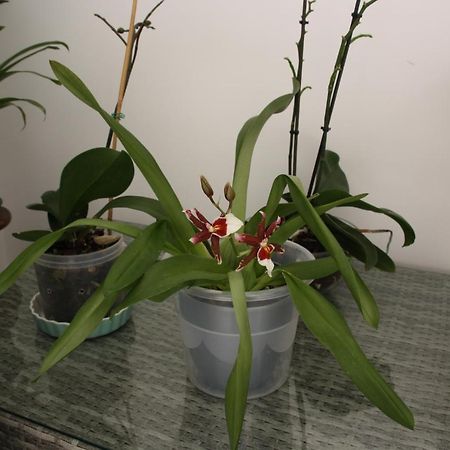 House Of Orchids With Patio Apartment Vila Real de Santo Antonio Luaran gambar